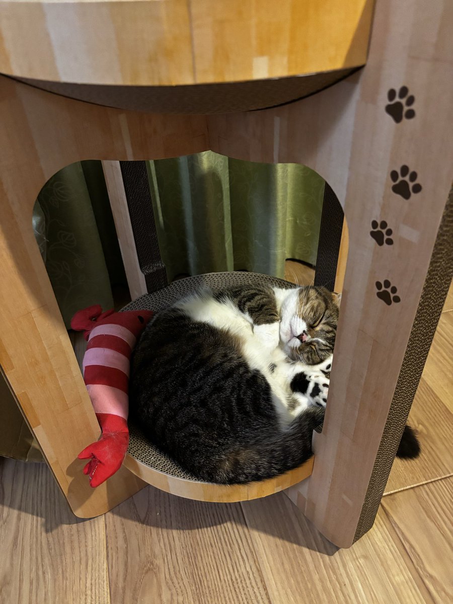 gorogoro_gurume's tweet photo. お友達を連れてくるほど気に入ってくれた！
#猫のいる暮らし https://t.co/8JUSZWU9tq