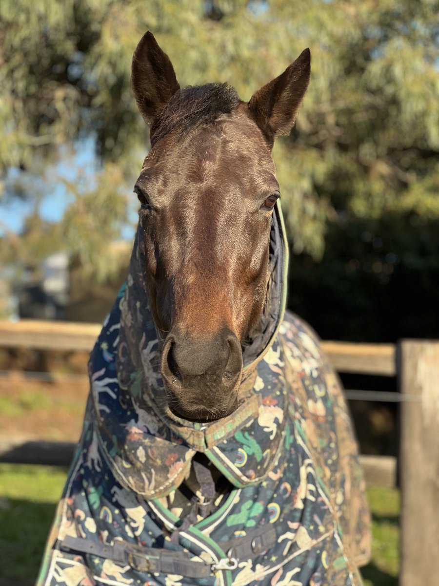 More Importance 🐴 tweet media
