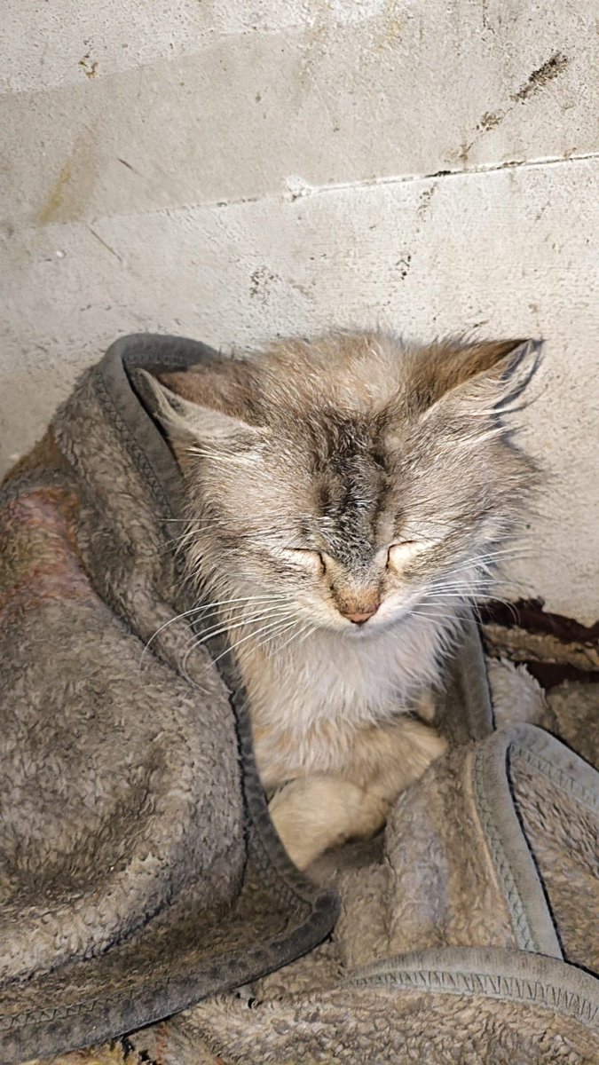 laalmsr95993669's tweet photo. My heart is breaking as I write this. 💔
My beloved cat, Simba, is pregnant and only days away from giving birth, yet instead of resting and preparing to welcome her kittens, she is struggling just to stay alive.
She has become so weak that she can barely eat, and even drinking water is difficult for her. Watching her fade a little more each day leaves me feeling completely helpless.
The veterinarian told me that Simba urgently needs treatment and proper nutrition before giving birth. Without it, her life—and the lives of her unborn kittens—could be in danger.
I wish I could give her everything she needs, but I simply can't afford the cost. All I can do is stay by her side, hoping that someone with a kind heart will hear our plea before it's too late.
I'm asking you with all my heart: please don't ignore Simba's story. 🥺
Every donation, no matter how small, brings her one step closer to the treatment she desperately needs and gives her babies a chance to be born safely.
If you're unable to donate, please share this post or leave a comment to help it reach more people. A single share could reach the person who saves Simba's life.
Please help me give Simba the chance she deserves. She is not just my cat—she is my family, and I cannot bear the thought of losing her.
Thank you for reading, for caring, and for standing with Simba. 🙏🐾❤️
https://t.co/WwNfHWRNpY