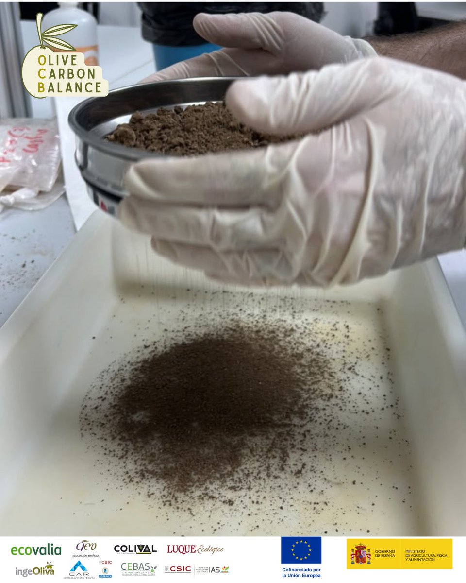 Ecovalia's tweet photo. 🧪 Del olivar al laboratorio.
Las nuevas muestras de suelo recogidas por el IAS-CSIC ya están siendo procesadas en el CEBAS-CSIC para su análisis.
Proyecto Cofinanciado por el FEADER (80%) y MAPA (20%)
@AEMO_Olivo 
@CEBAS_CSIC 
@FelipeBastida01 

#OCB #OliveCarbonBalance https://t.co/p9EIhjgBcZ