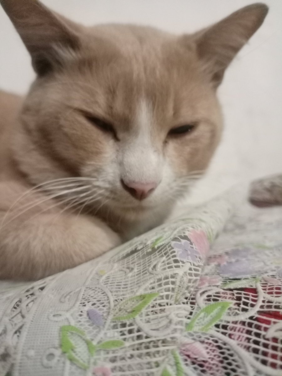 Arya3RD's tweet photo. Y'know I initially want to comment on the Avatar game discourse but thankfully my conscience kicked in at the last minute.

So instead of that, here's some photos of a bum ass cat that sleeps in front of my house every night https://t.co/u3JJb1DiIK
