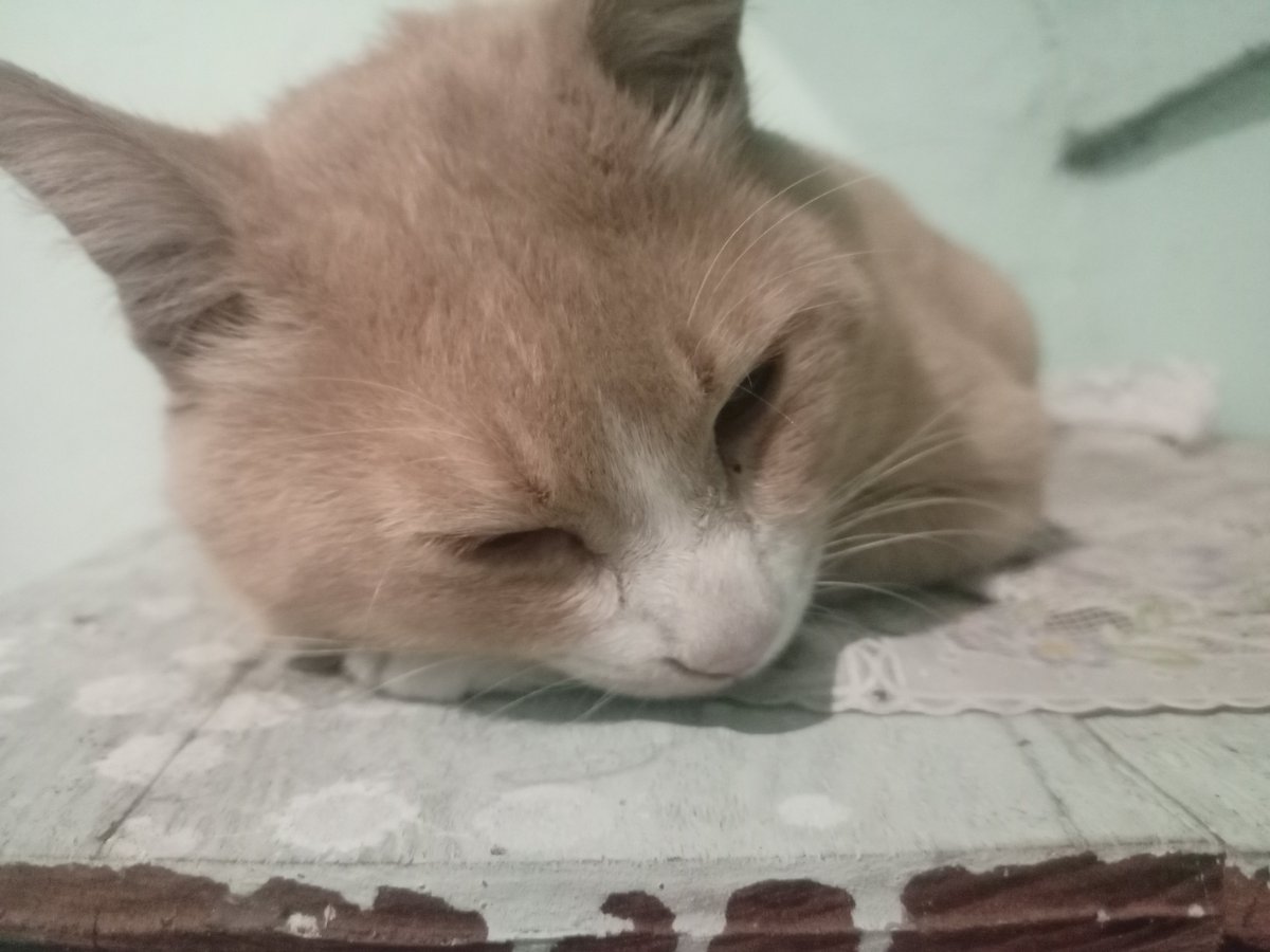 Arya3RD's tweet photo. Y'know I initially want to comment on the Avatar game discourse but thankfully my conscience kicked in at the last minute.

So instead of that, here's some photos of a bum ass cat that sleeps in front of my house every night https://t.co/u3JJb1DiIK