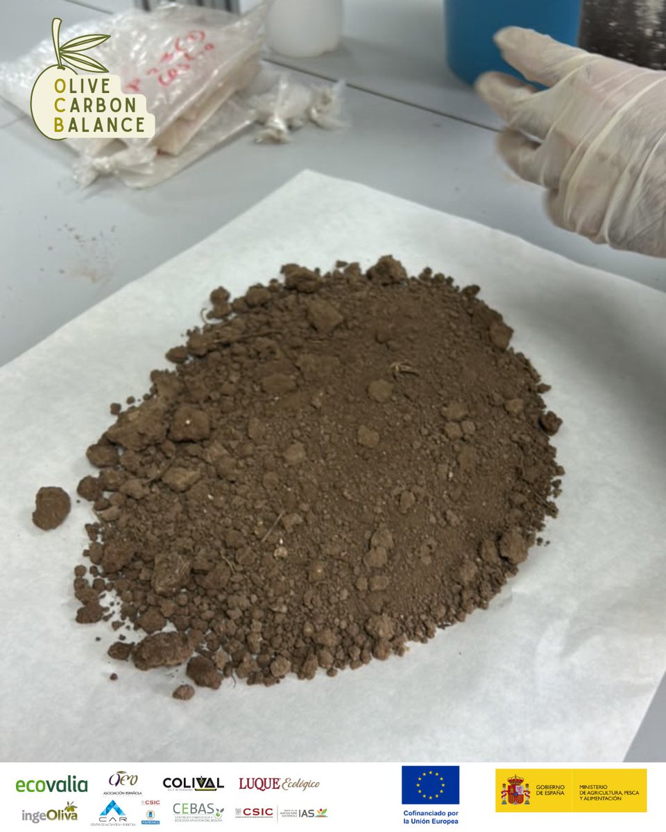 Ecovalia's tweet photo. 🧪 Del olivar al laboratorio.
Las nuevas muestras de suelo recogidas por el IAS-CSIC ya están siendo procesadas en el CEBAS-CSIC para su análisis.
Proyecto Cofinanciado por el FEADER (80%) y MAPA (20%)
@AEMO_Olivo 
@CEBAS_CSIC 
@FelipeBastida01 

#OCB #OliveCarbonBalance https://t.co/p9EIhjgBcZ