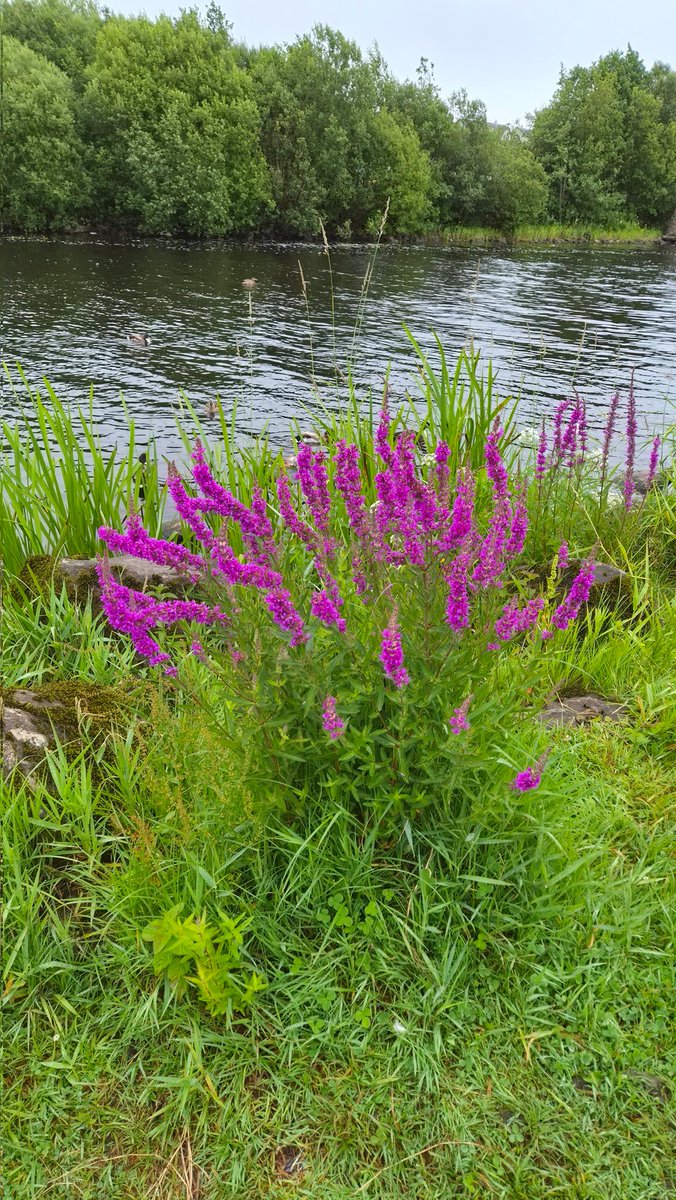 mylastsatoshi's tweet photo. The vibrant Purple Loosestrife ๐ธ Found along riverbanks, this striking wetland plant boasts stunning magenta spikes. While beautiful, itโs a hardy survivor that thrives in damp soils. Love discovering nature's wonders! ๐ฟโจ
โ#Nature #Flowers #Wildflowers #PlantLovers #NaturePhotography
