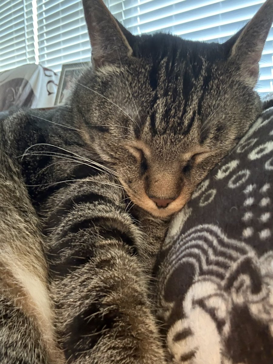 solovelystyles's tweet photo. Noodle approves https://t.co/xsYHrbLrcH