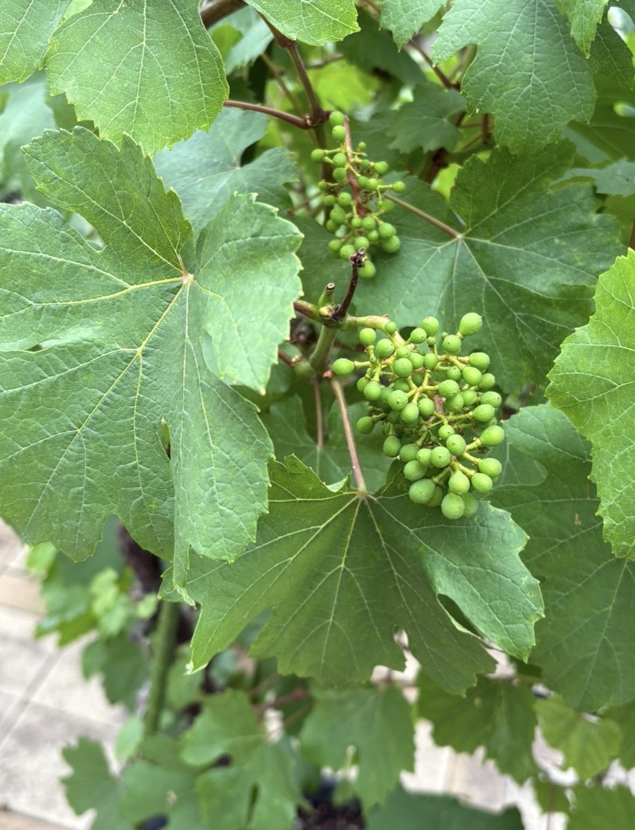 colorer171's tweet photo. ォ’`ョございます

デラウェア🍇
食べれるのができたら嬉しいな🤭
今日から🏥早出シフト

とりあえず🚗💨いってきます👋
☔️めちゃ降ってる😖

全国的に月曜日
今週も頑張りましょう✨📣
ピコッと😁シェア✨🤝 https://t.co/59VPXL33MU