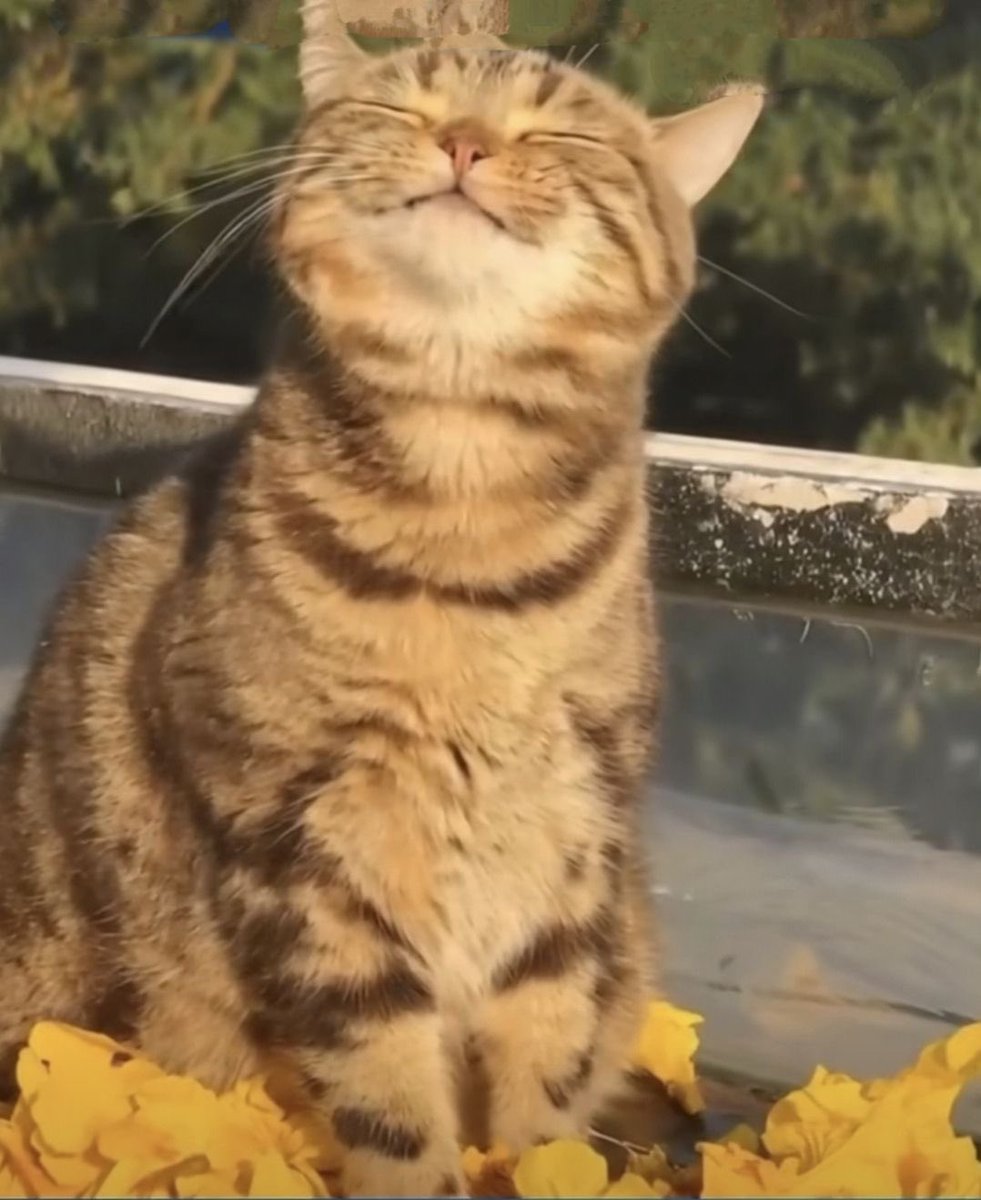 SkizzCats's tweet photo. https://t.co/MxqqEYyMAy