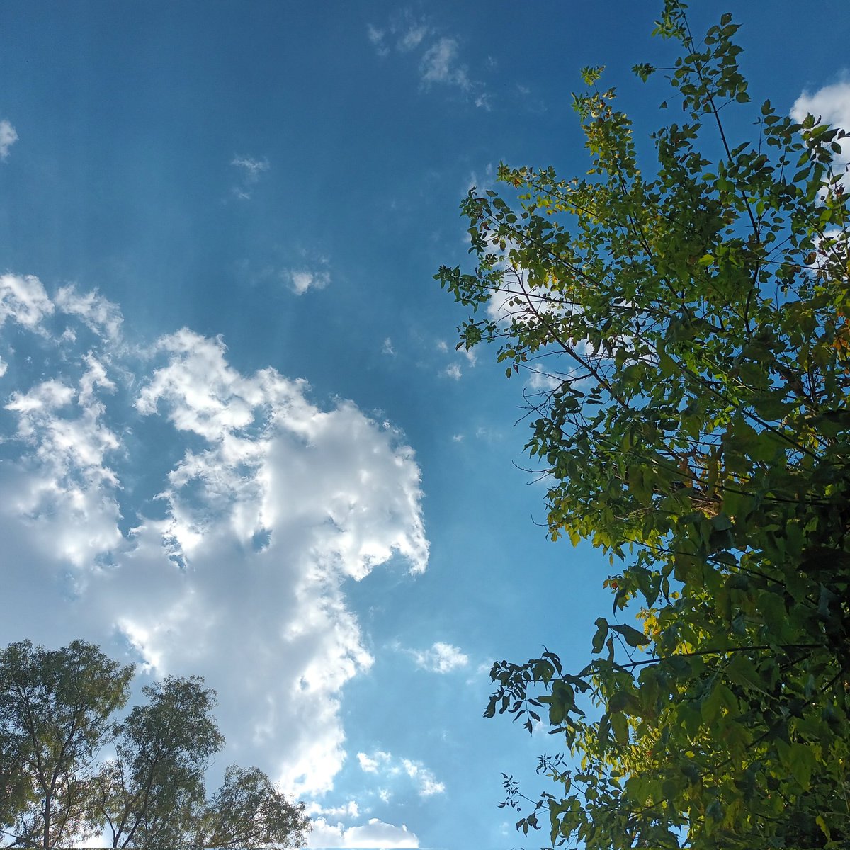 Veronica_Letras's tweet photo. Árboles mirando nubes.

#fotografía
#photo https://t.co/mrkI6jd6S2