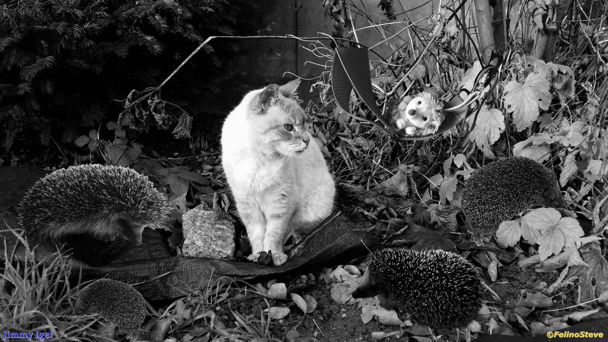 Steves_Mum's tweet photo. FelinoSteve und einige unserer hier lebenden nachtaktiven Freunde (Fotomontage).
 Erkennt ihr den Igel, der anders ist? 😄👋😸🐾
❤️🦔🦔🦔🦔🦔❤️ https://t.co/AJbCFTZuNo