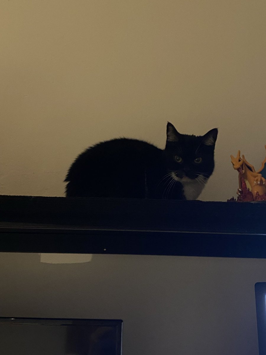 spiralok's tweet photo. @Meeksei_ This is my newest cat Zora, she is a feisty one^^ https://t.co/NOuh3DQ0Dn