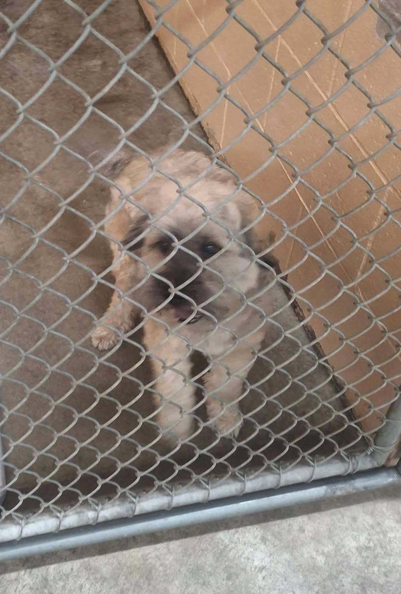 SistersInBiz's tweet photo. Dog found
Spring Grove Ave
#Warwick #RI
Neutered male
Call Warwick Animal Shelter 401-468-4377
If you reach voicemail, leave a message https://t.co/z2BTn3wVlR
#Rhodeisland #Oceanstate #FoundDog https://t.co/KR982lfHGn