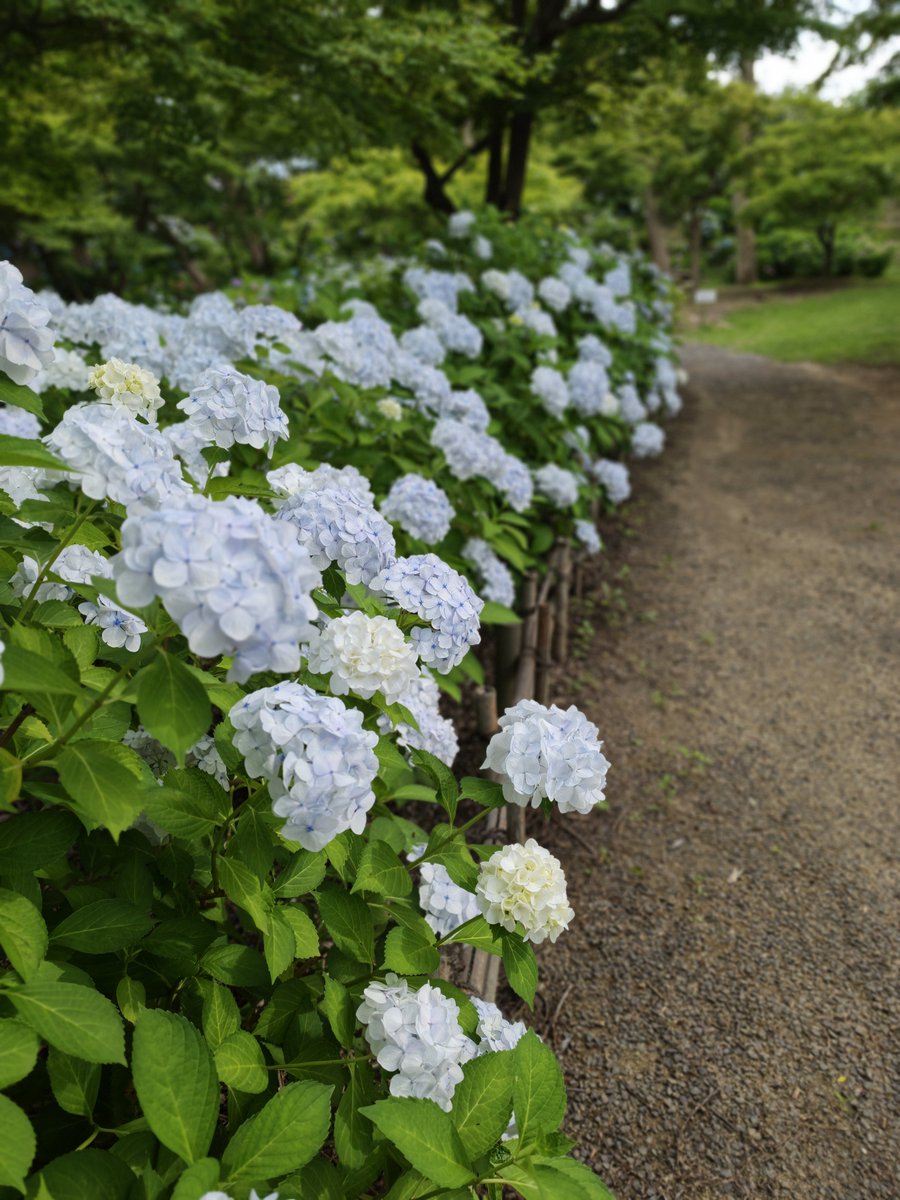 npcmfx's tweet photo. 四季の里・緑水苑へ

紫陽花の見事な咲きっぷりに圧巻✨
食後の軽い運動にもなり、心も体もリフレッシュできました😊

#Xiaomi17TPro https://t.co/xZd639UIqK