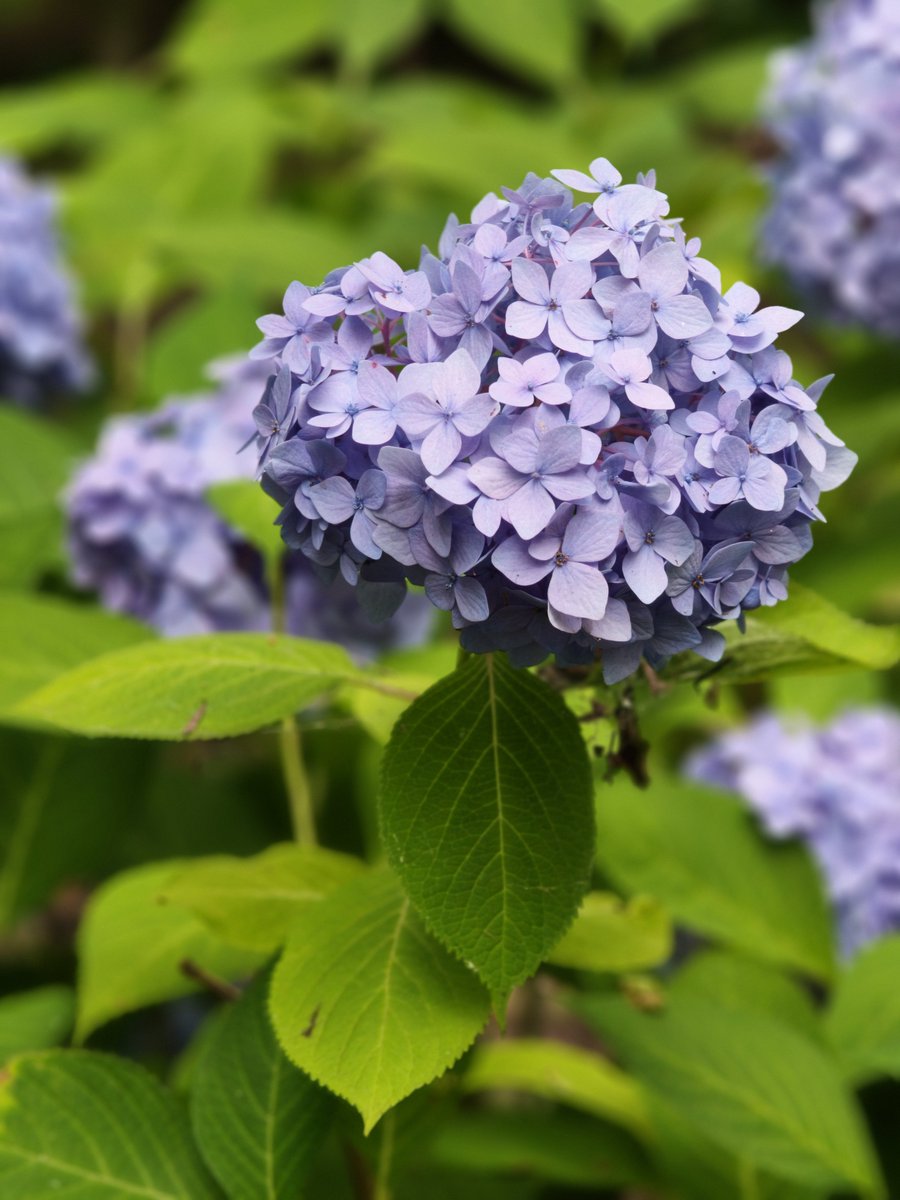 npcmfx's tweet photo. 四季の里・緑水苑へ

紫陽花の見事な咲きっぷりに圧巻✨
食後の軽い運動にもなり、心も体もリフレッシュできました😊

#Xiaomi17TPro https://t.co/xZd639UIqK