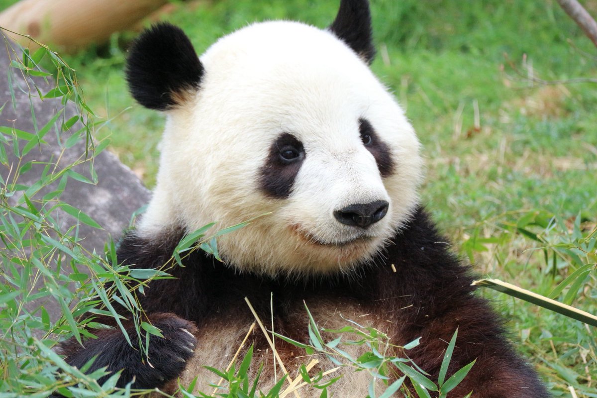 ma2panda's tweet photo. ①シャオシャオ
②上野動物園
2025年3月30日撮影
③いつも可愛いシャオシャオの凛々しいお顔

#パンダイパン活エピソード
#シャオシャオ #暁暁 #上野動物園 https://t.co/cggcyR6EPF