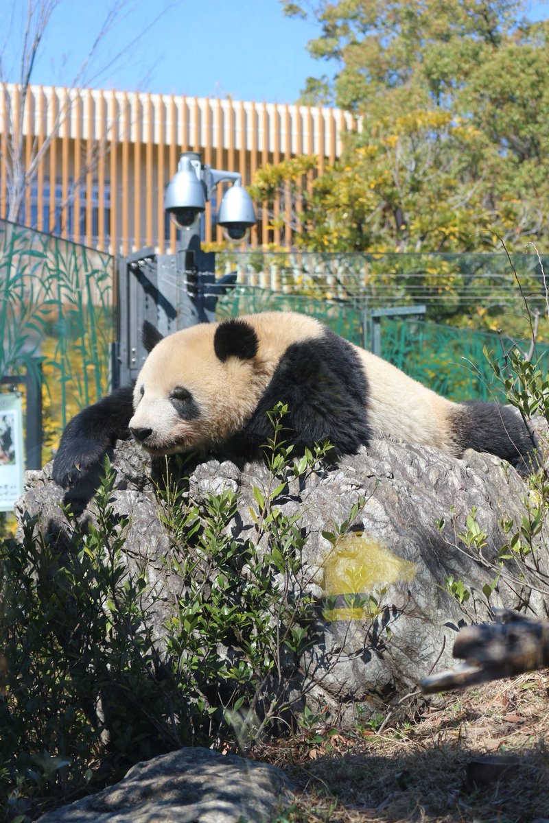 ma2panda's tweet photo. ①レイレイ
②上野動物園
2023年3月19日撮影
③ゴツゴツの岩の上で気持ち良さそうに寝るレイレイ😴痛くないのか心配になりました

#パンダイパン活エピソード
#レイレイ #蕾蕾 #上野動物園 https://t.co/ec0ZKPUQCW