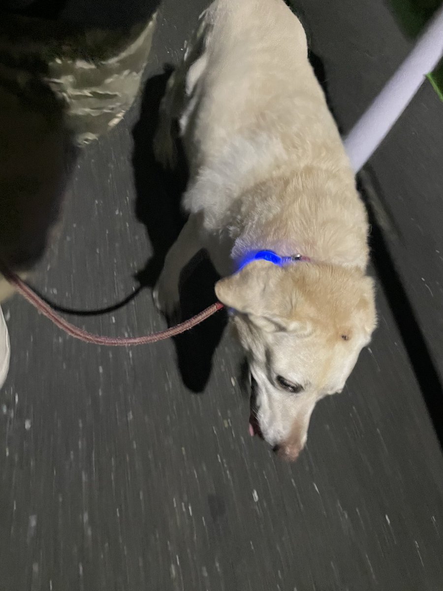 route1224's tweet photo. 今日も涼しい🦮🚶‍♀️🚶‍♂️ https://t.co/8w5hSSV1D2