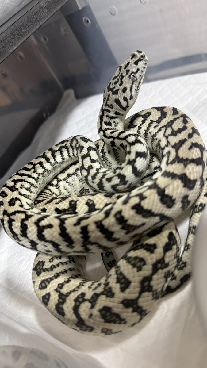 k0326e's tweet photo. 🦓 https://t.co/TdWljUjCFe