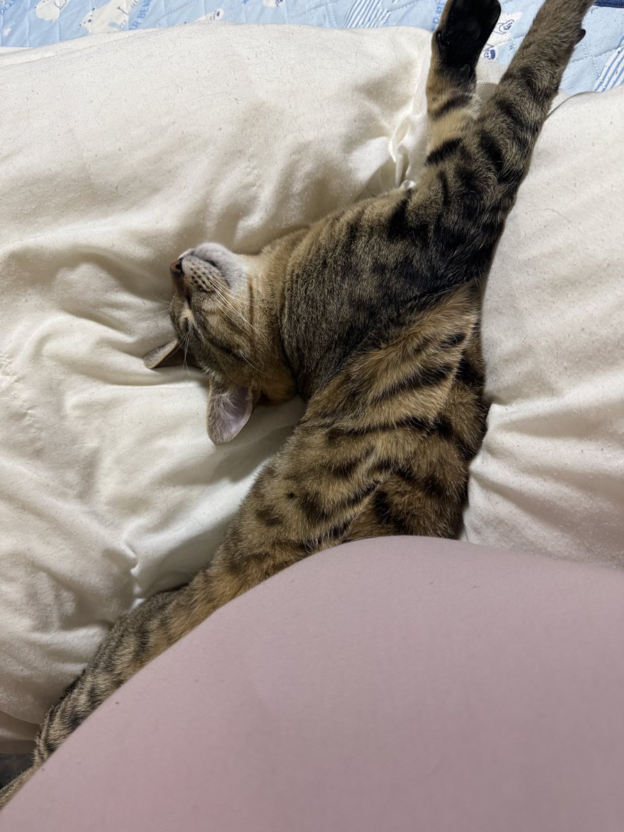 rituchan29's tweet photo. 伸び伸び寝過ぎてて飼い主1/3もベッド使わせてもらえない😢
でも絶対にどこかに触れて寝たいネッコがかわいい🤦‍♀️ https://t.co/mutda0ng79