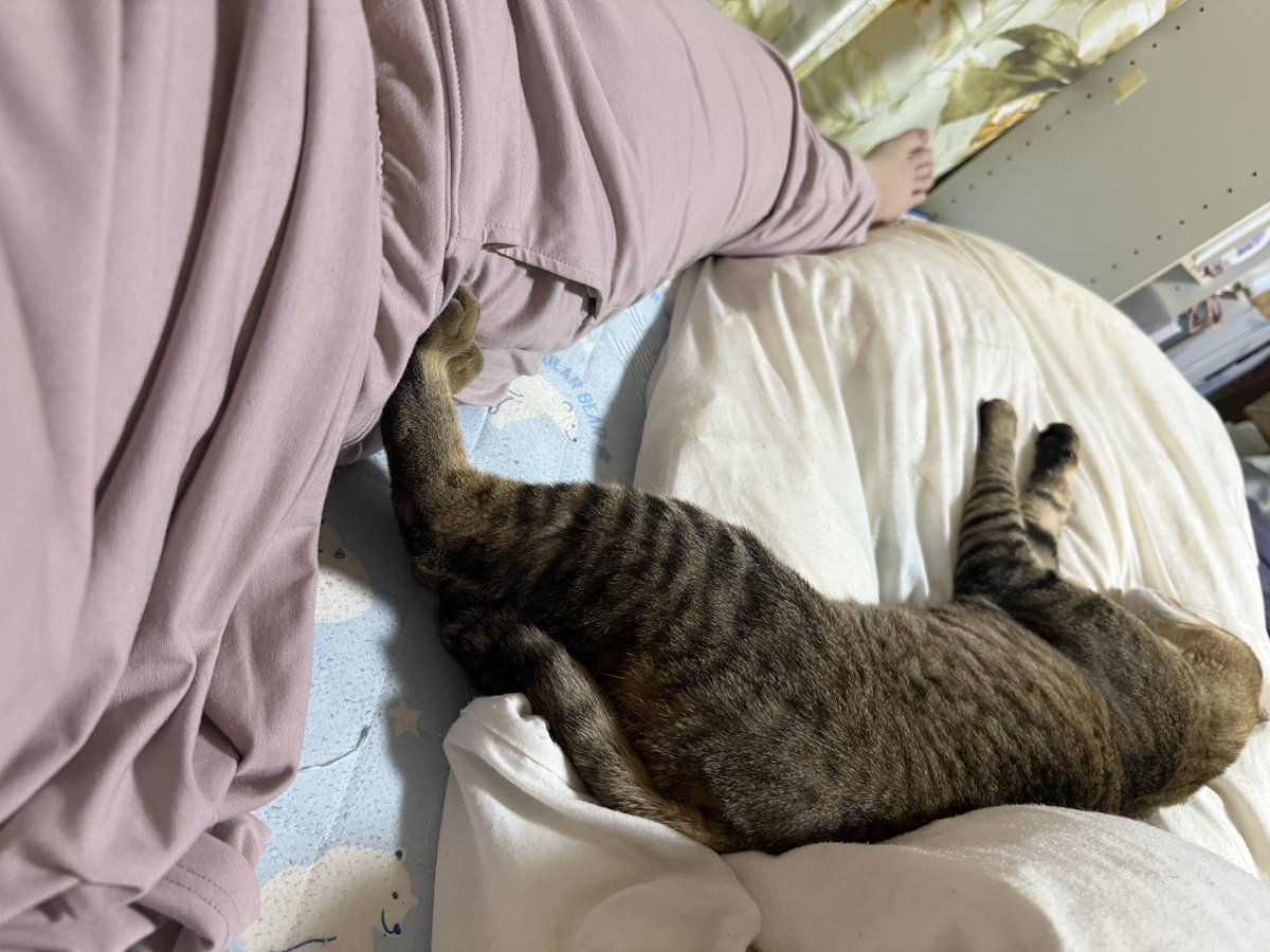 rituchan29's tweet photo. 伸び伸び寝過ぎてて飼い主1/3もベッド使わせてもらえない😢
でも絶対にどこかに触れて寝たいネッコがかわいい🤦‍♀️ https://t.co/mutda0ng79