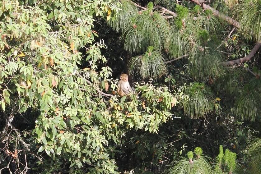 vinatewa_vinay's tweet photo. The Elusive One…🐒
This playful little guy would keep trying to come near me but as soon as I picked up my camera, he would run away into the woods 😀
Finally I had to hide behind a tree to get these shots… 

#theme_pic_India_nature #VtClicks #NatureLovers #ThrowbackSunday https://t.co/ByMtHguFA1