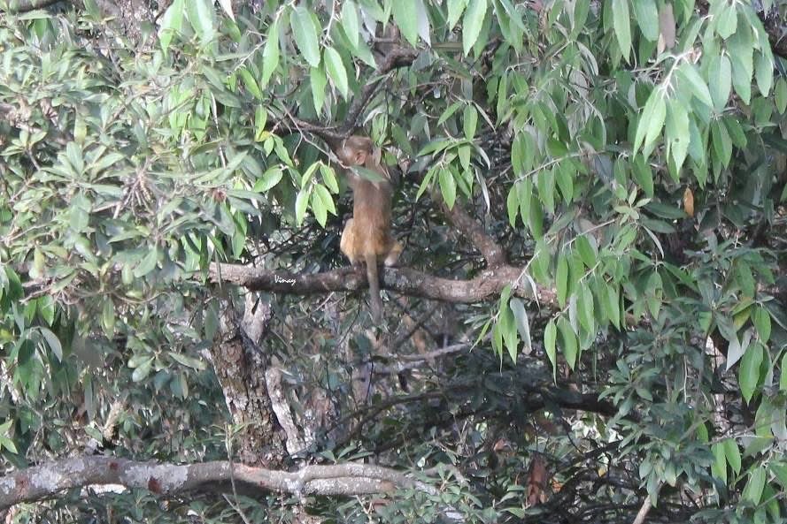 vinatewa_vinay's tweet photo. The Elusive One…🐒
This playful little guy would keep trying to come near me but as soon as I picked up my camera, he would run away into the woods 😀
Finally I had to hide behind a tree to get these shots… 

#theme_pic_India_nature #VtClicks #NatureLovers #ThrowbackSunday https://t.co/ByMtHguFA1