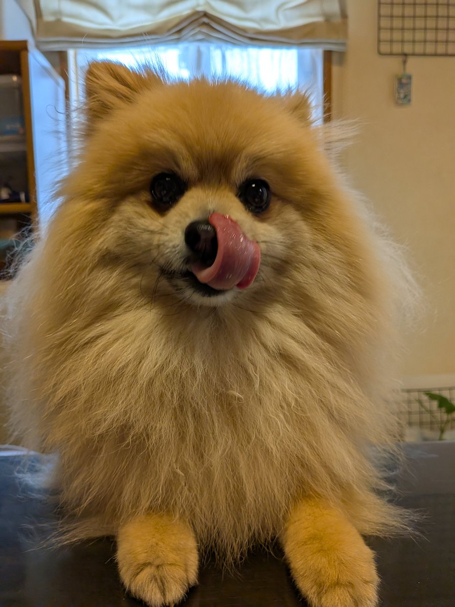 mieboripon's tweet photo. @mokanoa_ranians 🤣🤣ハム太郎
いただきました🐶😋 https://t.co/8bZluxHOcK