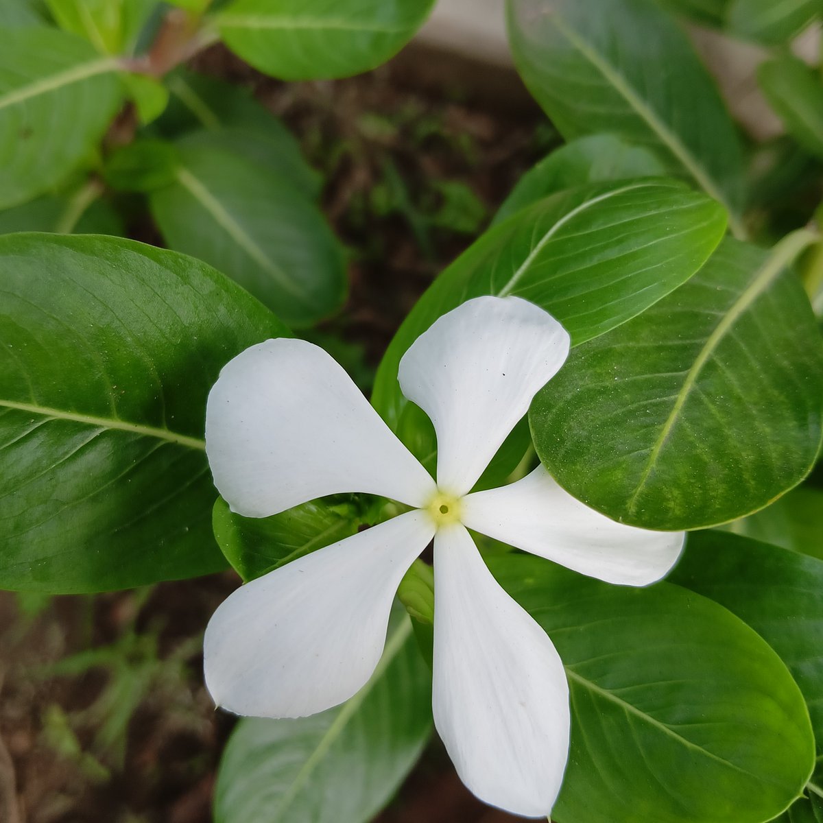 piyachaitri_c's tweet photo. Vincas 🌸

#flower #photo #SaveSoil https://t.co/cZqniAulGe