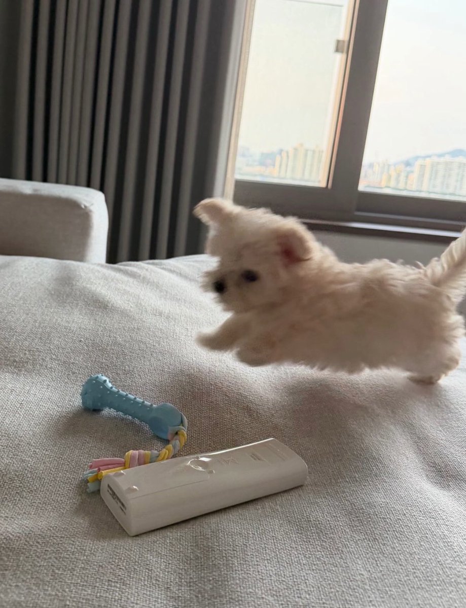 joyminjeong's tweet photo. the way jiminjeong are really living together and raising this little cutie patootie together. bbonyo has two mommies my heart 🥹😭🤍 https://t.co/xqrwVd8aAG