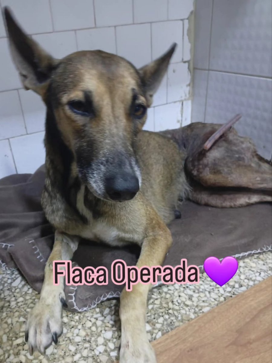 MargaritaPets's tweet photo. Flaca la perrita atropellada de  Conuco Viejo fue operada ayer en la Clínica Campos Pets. Gracias a quienes han ayudado 💜. Continuamos buscando ayuda para saldar los 5 días de hospitalización y el mes del hospedaje a donde irá a recuperarse #islademargarita https://t.co/JldlvbM1Zb