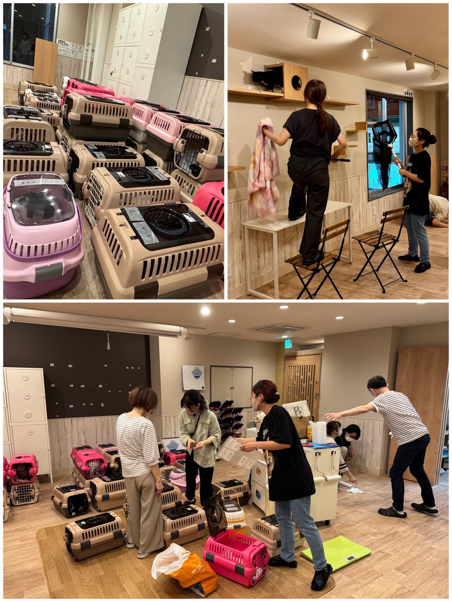 nekokatsu_1's tweet photo. 川越店は
明日からの4日間、
店内改装のためお休みをいただきます😌
.
今夜は閉店後から
改装準備のため
人も猫も大わらわ！

猫たちは安全のため、一旦シェルターへ
店内のレイアウトも大片付け！
何も無い店内は、移転直後を思わせる懐かしさでした😁
.
店内工事後、来週金曜日から
川越店は営業を再開します！

ちょっぴりリニューアルする店内で
猫たちと一緒にお待ちしてます😺❣️

@川越店
#ねこかつ #保護猫 #保護猫カフェ #里親募集 #川越 #日進 #埼玉 #猫 #猫好き #保護猫と暮らす