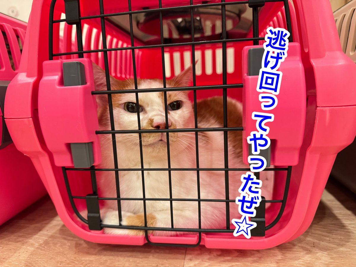 nekokatsu_1's tweet photo. 川越店は
明日からの4日間、
店内改装のためお休みをいただきます😌
.
今夜は閉店後から
改装準備のため
人も猫も大わらわ！

猫たちは安全のため、一旦シェルターへ
店内のレイアウトも大片付け！
何も無い店内は、移転直後を思わせる懐かしさでした😁
.
店内工事後、来週金曜日から
川越店は営業を再開します！

ちょっぴりリニューアルする店内で
猫たちと一緒にお待ちしてます😺❣️

@川越店
#ねこかつ #保護猫 #保護猫カフェ #里親募集 #川越 #日進 #埼玉 #猫 #猫好き #保護猫と暮らす