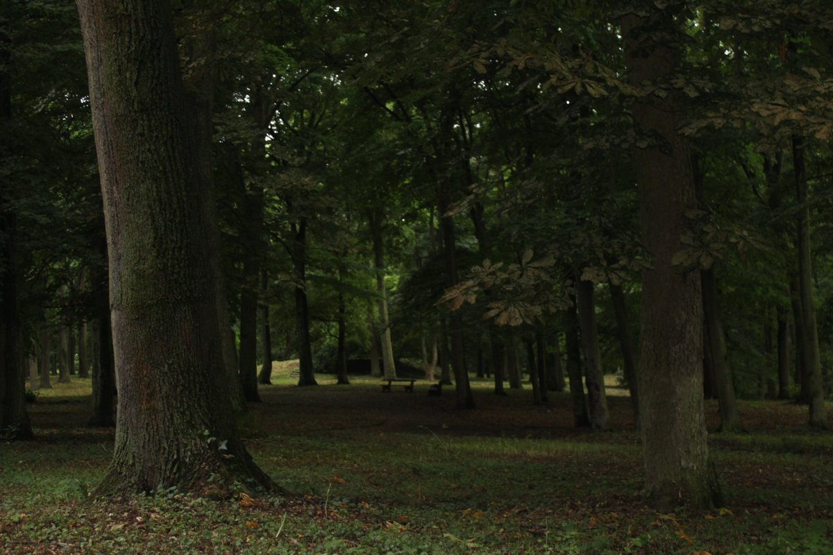 ukaszKrogulec's tweet photo. #tczew #pomorze #pomorskie #polska #poland #kociewie #poland🇵🇱 #lubiepolske #fotografia #photography #przyroda #drzewa #trees #trees🌳 #liście #leaves #park #photoamateur #photoshoot #polandphotos #polakafotografia #photographer #fotograf #polskajestpiekna #tree_magic https://t.co/DR9qFyuk2t