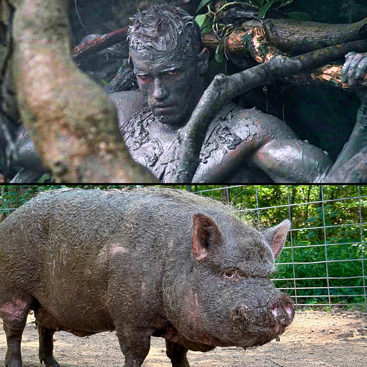 PigginsandBanks's tweet photo. It's our annual "Who wore mud better?" post! Arnold @Schwarzenegger in the movie "Predator"...or our own Houdini the Pig? 😂🐷 #pigsanctuary #pigrescue https://t.co/1j628S1v7G