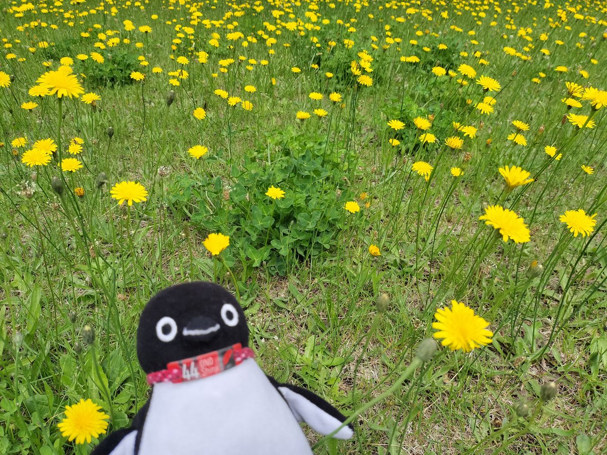 たんぽぽ 札幌市N区24K その辺に咲く野生のたんぽぽ 毎日忙しいですのぉ〜🐧