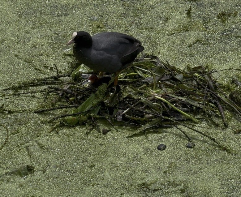 veravanbrakel's tweet photo. @Gem_Amersfoort heeft in maart vlakbij de Koppelpoort een eilandje geplaatst om de natuur in de binnenstad een handje te helpen. Een veilige rust-, broed- en uittreedplaats voor watervogels, zoals de fuut en de meerkoet. 
Door wie werd deze meerkoet vandaag verjaagd? https://t.co/Wztdc2N2RC