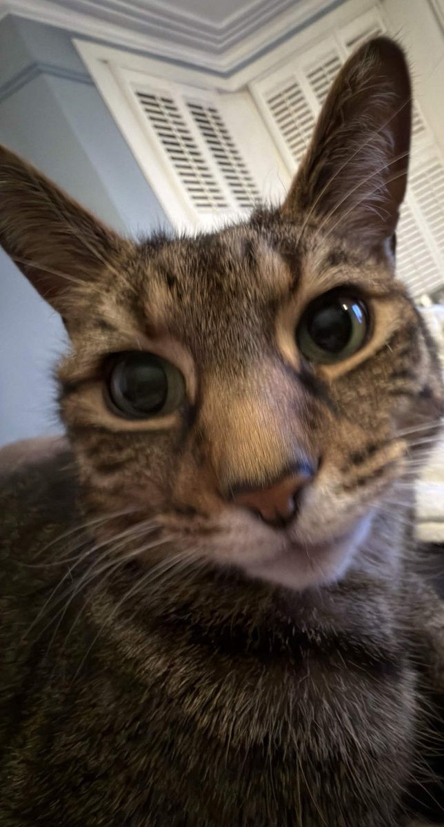 schpoods's tweet photo. birthday boy Tiber https://t.co/QlH7za1CS4