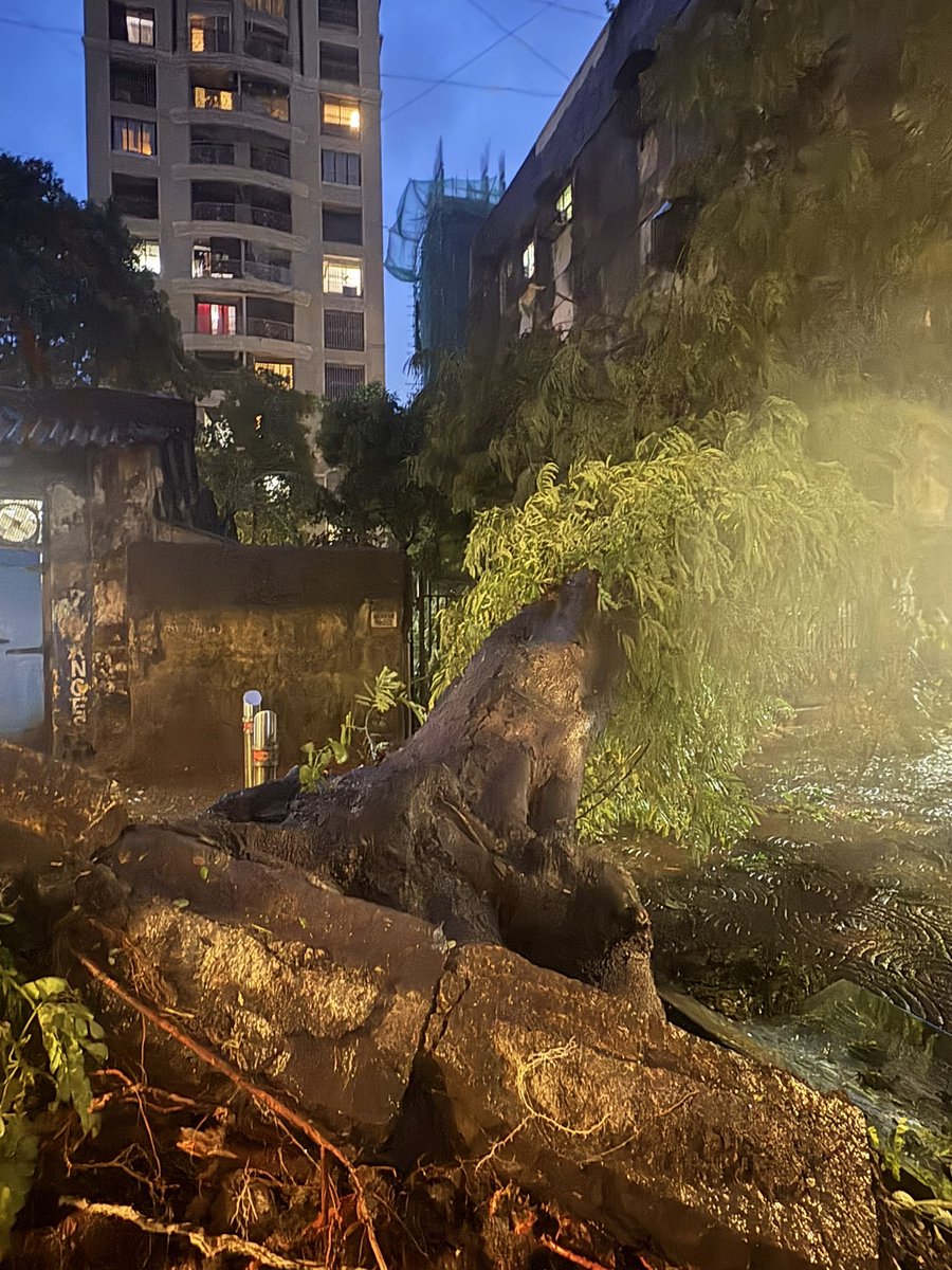 Samantharidrog's tweet photo. @mybmc @MumbaiPolice big tree has fallen Next to Kotak Mahindra bank, Sitladevi temple road, Mahim into our home Hannah House on the main road. https://t.co/hSZ5ZJoMVI