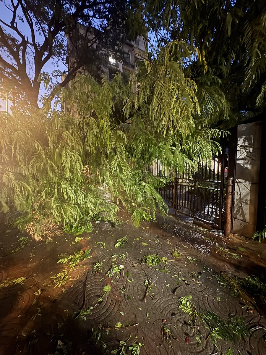 Samantharidrog's tweet photo. @mybmc @MumbaiPolice big tree has fallen Next to Kotak Mahindra bank, Sitladevi temple road, Mahim into our home Hannah House on the main road. https://t.co/hSZ5ZJoMVI