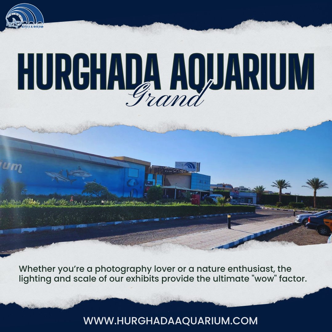 grandaquarium_'s tweet photo. Whether you’re a photography lover or a nature enthusiast, the lighting and scale of our exhibits provide the ultimate "wow" factor.
هعشاق التصوير أو محبي الطبيعة، فإن روعة الإضاءة وضخامة الأحواض ستخطف أنفاسك بالتأكيد.
https://t.co/UdYgvgeGBa https://t.co/pTL15KL3Dp