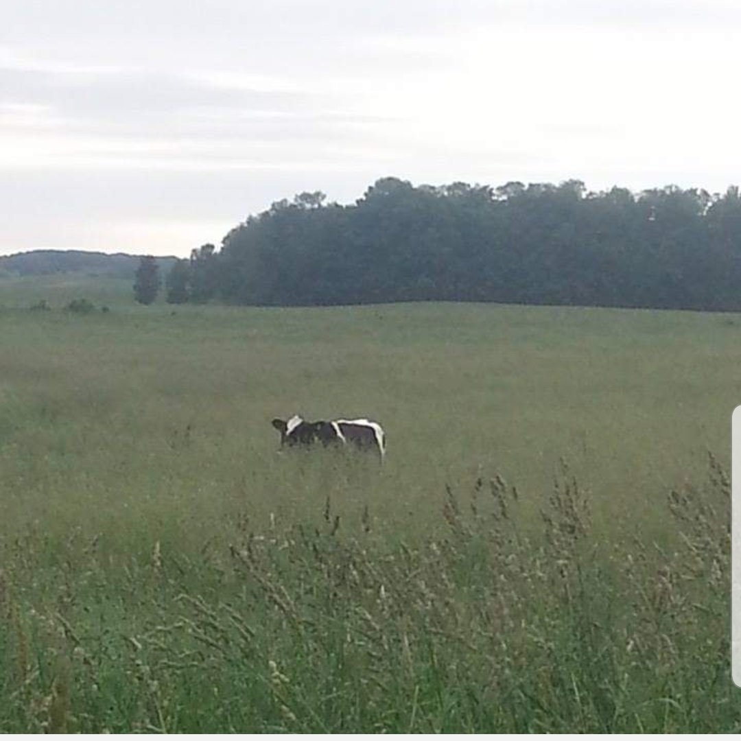 oldfarmgirlkah's tweet photo. #peekaboo... not just for kids
A wild turkey thought it was hiding this morning n that big girl named Shamrock definitely was visible the evening she kept escaping on me yrs ago
It's often what is hidden that brings the biggest smiles, laughs n wonderment
#SundayBlessings to u 🤩 https://t.co/n8y2M5NSk6