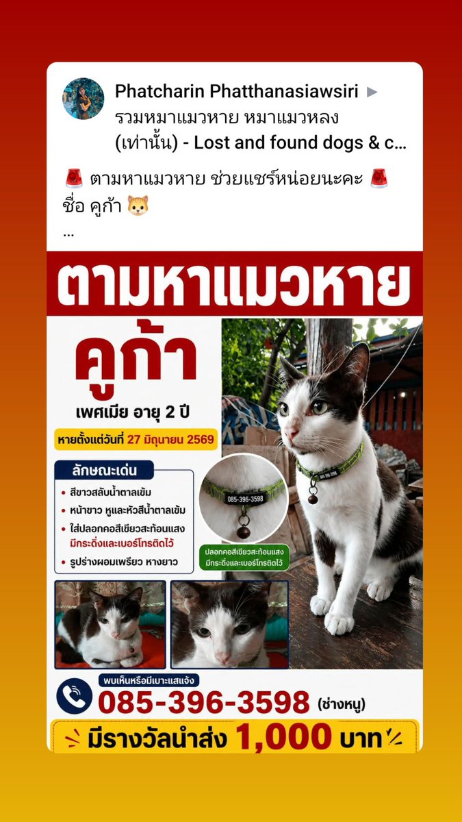 LoveyouApo's tweet photo. 🚨 ตามหาแมวหาย ช่วยแชร์หน่อยนะคะ 🚨
ชื่อ คูก้า 🐱
เพศเมีย อายุ 2 ปี

🗓️ หายตั้งแต่วันที่ 27 มิถุนายน 2569
📍(สถานที่หาย เขตวัดหนองกระสังสามัคคี จ.ฉะเชิงเทรา ไปจนถึงเขตฝั่งพนัสนิคม จ.ชลบุรี)

💔 ลักษณะเด่น
* สีขาวสลับน้ำตาลเข้ม
* หน้าขาว หูและหัวสีน้ำตาล
* ใส่ ปลอกคอสีเขียว มีชื่อและเบอร์โทรติดไว้
* มีกระดิ่ง
* รูปร่างผอม หางยาว

🙏 หากใครพบเห็นหรือมีเบาะแส
📞 โทร: 085-396-3598 (ช่างหนู)

💰 มีรางวัลนำส่ง 1,000 บาท

น้องสำคัญกับครอบครัวมากจริงๆ ใครพบเห็นช่วยติดต่อกลับหน่อยนะคะ 🙏
ช่วยแชร์ให้ถึงคนในพื้นที่หน่อยนะคะ ขอบคุณมากๆ ค่ะ ❤️

#แมวหาย

https://t.co/NX4Dz5Tb9Y