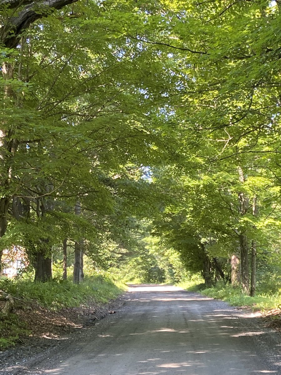 KateriSeraphina's tweet photo. Une route en montagne dont je ne révèle pas la location. Calme superbe sans vélos. Odeur de sous bois et feuillage. https://t.co/QlCiKFSVMK