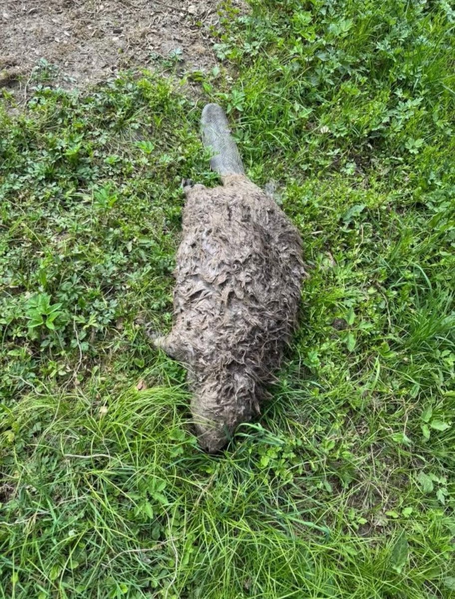 RobertJGola's tweet photo. KATASTROFA EKOLOGICZNA na rzece Bóbr‼️Jak można było przypuszczać ta gigantyczna katastrofa zaczyna zbierać "żniwo". Bobry giną w niewyobrażalnych męczarniach...Ale jak na razie rząd ma to w d..ie. Zdjęcie: Krzysztof Wilczewski https://t.co/nbIkJVvrso