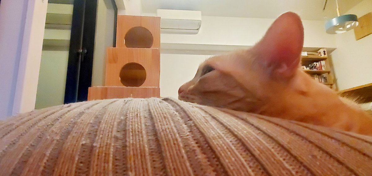 harutarou190826's tweet photo. 20260512
顎のせかわいい
#猫 #猫のいる暮らし #cat
#ねこかわいいね https://t.co/CVcsuH8rqR