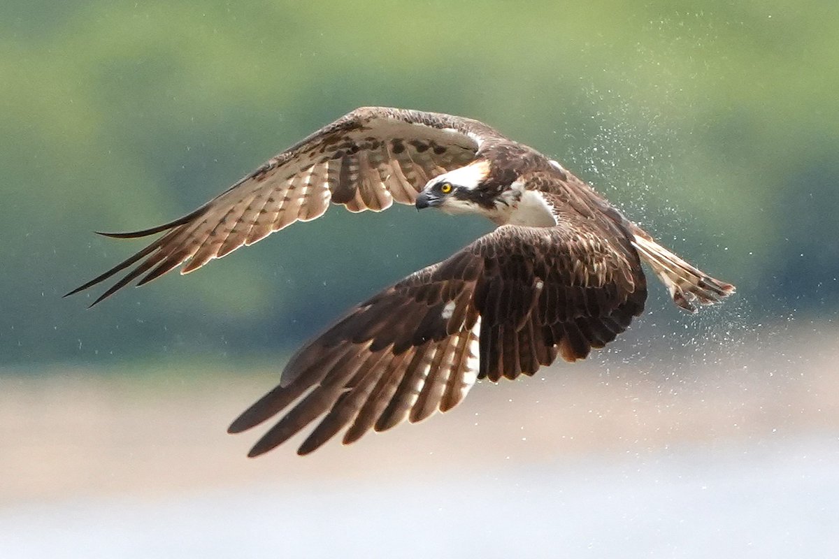 TheLurcher1's tweet photo. osprey derwent reservoir today with a fish https://t.co/I325ciYcW2