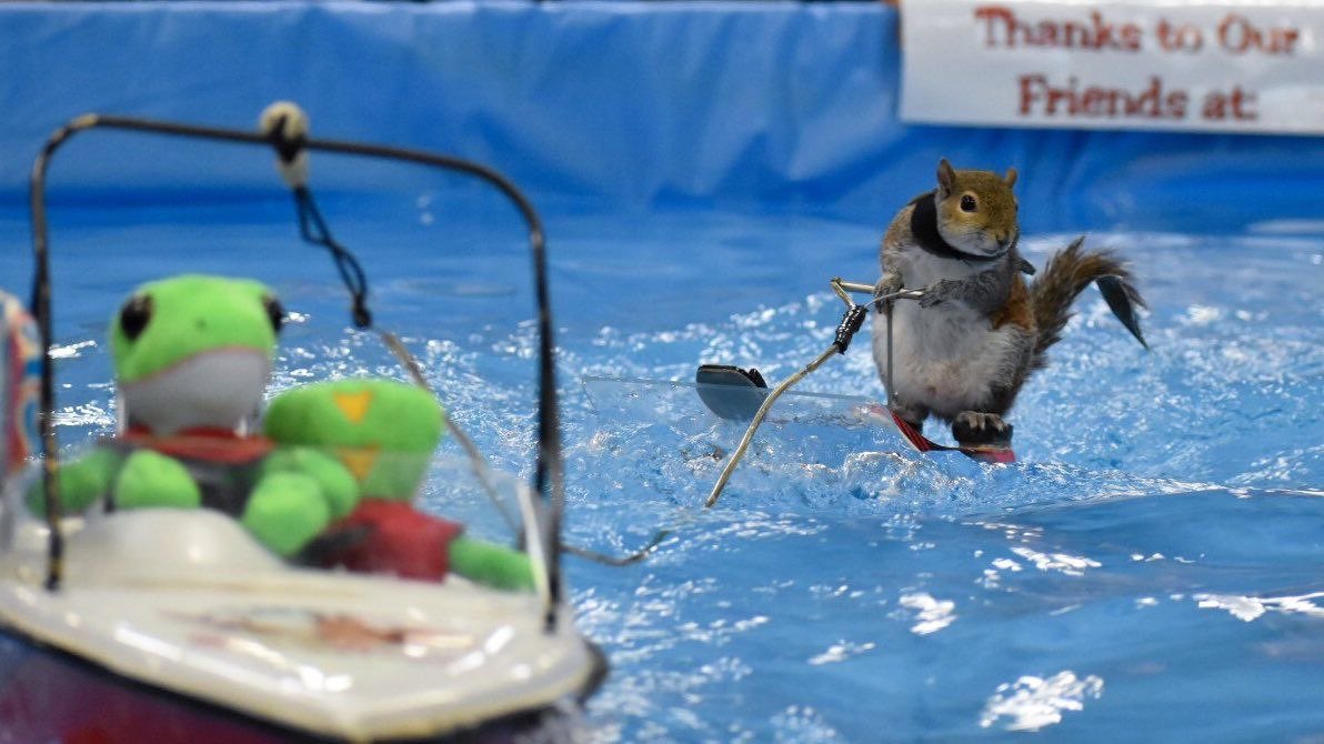 Fiercecrypto's tweet photo. @davidgokhshtein I believe $TWIGGY is a gem as only a few true fan tokens with connections to the actual owners this is the fan token of the waterskiing squirrel 

As seen on @GoPro &amp; @CallofDuty 

@twiggyonsol 🐿️🌊 https://t.co/TpRGtR7FR7