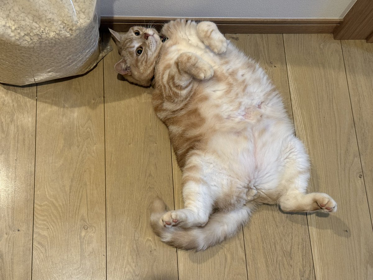 deya_cat2222's tweet photo. こちらの方、会長になるそうです https://t.co/yCgpNzMEKD