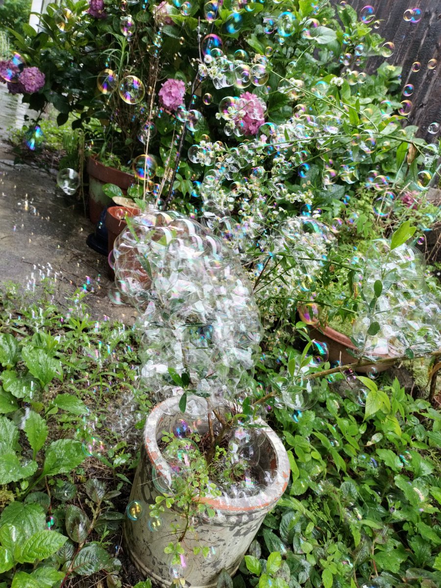 RR12_hf's tweet photo. 湿気か降雨の影響で割れないシャボン玉を草木に乱射する長男。 https://t.co/v0BThbK2TC