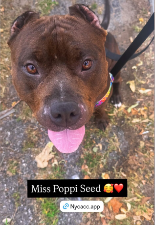 NMBewitched's tweet photo. America 250
Miss Poppi Seed🤩 

This is simple, I think she is a-w-e-s-o-m-e
Another Black Dog who is judged unfairly because people can not see past a color, "breed" & some idiot that butchered her ears 

I will post her until she or I am dead 
Or MPS is Adopted or Rescued 
https://t.co/YRs8VTcyTy
