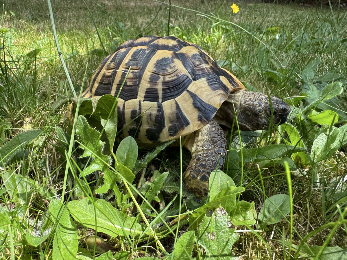 Elcop32's tweet photo. Sunshine, stomping and dandies #flash #tortoise #sunshie #stomping #dandies 🐢⚡️☀️🌱🍃🌼 https://t.co/RlygzixdBW